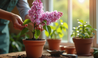 Jardinier plantant un lilas dans un pot en terre cuite ensoleille