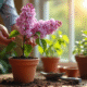 Jardinier plantant un lilas dans un pot en terre cuite ensoleille