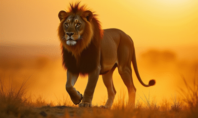 Lion mâle majestueux marchant dans la savane au lever du soleil