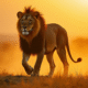 Lion mâle majestueux marchant dans la savane au lever du soleil